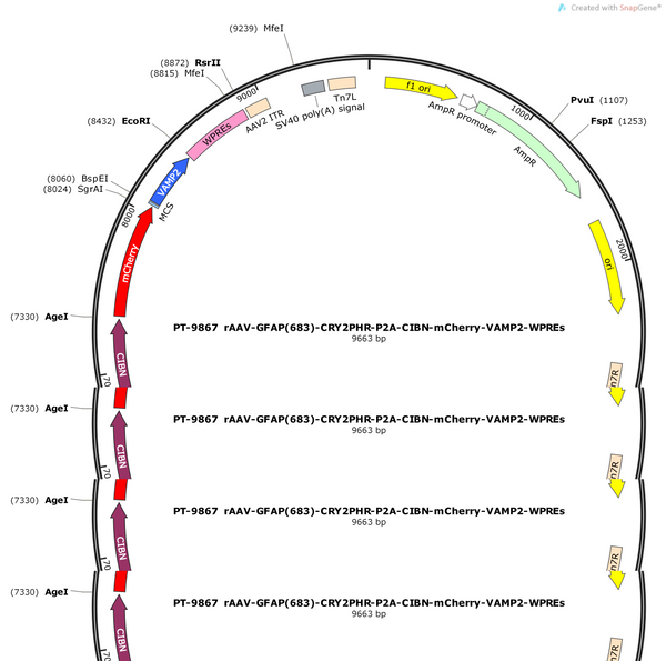 AAV-GFAP(683)-CRY2PHR-P2A-CIBN-mCherry-VAMP2-WPREs