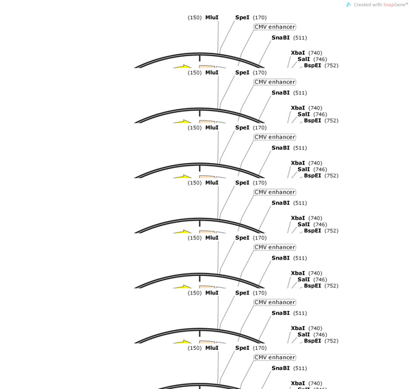 AAV-CMV-DIO-DORs-2A-EGFP-WPREs