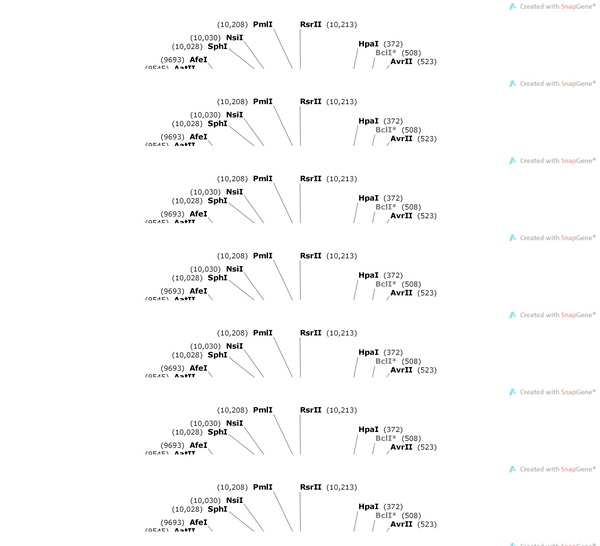 AAV-EF1a-DIO-synaptophysin-MalionG-3XFlag-WPRE-hgh-pA