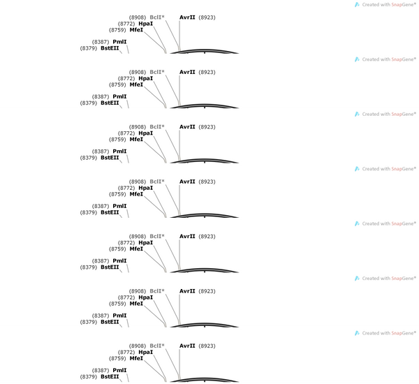 AAV-hSyn-3XFlag-tau-P2A-EGFP-WPRE-hGH polyA