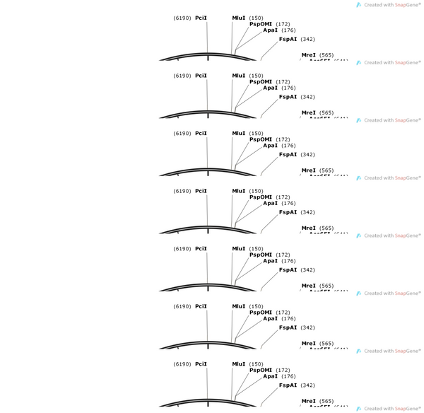 AAV-hSyn-DIO-DTA-P2A-mCherry-WPRE-hGH polyA