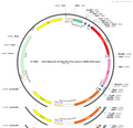 AAV-NG2pro5T-02-DIO-DTA-P2A-mCherry-wpre SV40 polyA