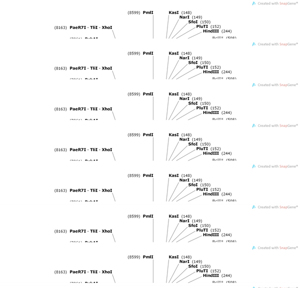 AAV-Cd11b-Cre-WPREs