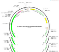 AAV-CAG-DIO-hM3D(Gq)-EGFP-WPRE-hGH polyA