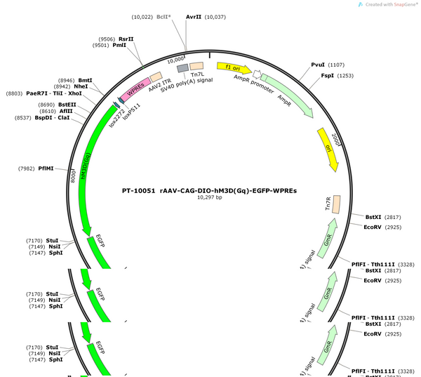 AAV-CAG-DIO-hM3D(Gq)-EGFP-WPRE-hGH polyA