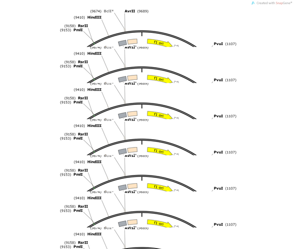AAV-CAG-DIO-hM4D(Gi)-EGFP-WPRE-hGH polyA