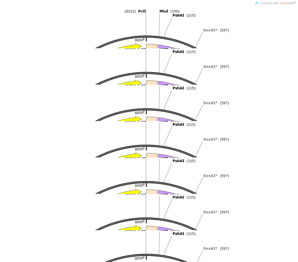 AAV-VGLUT1-hM3D(Gq)-mCherry-wpres