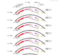 AAV-Hypocretin-hChR2(H134R)-mCherry-WPREs