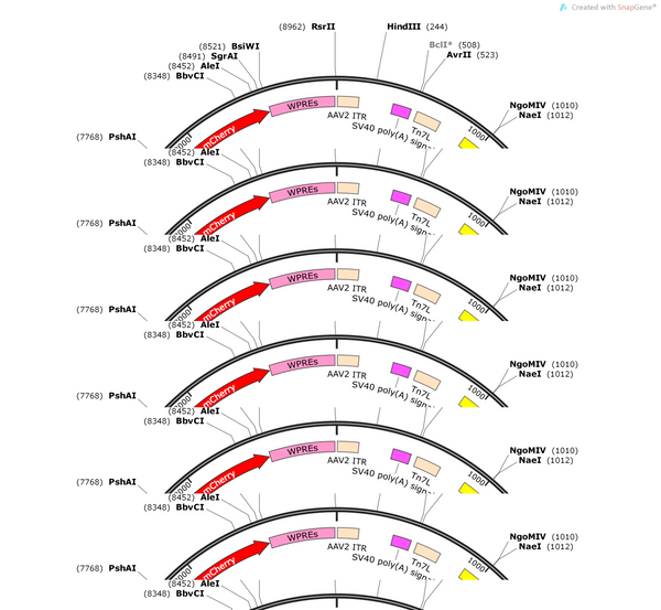 AAV-Hypocretin-hChR2(H134R)-mCherry-WPREs