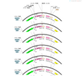 AAV-EF1a-Con Foff-hM3D(Gq)-EGFP-WPREs