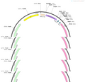 AAV-hsyn-DIO-jRGECO1a-WPRE-hGH polyA