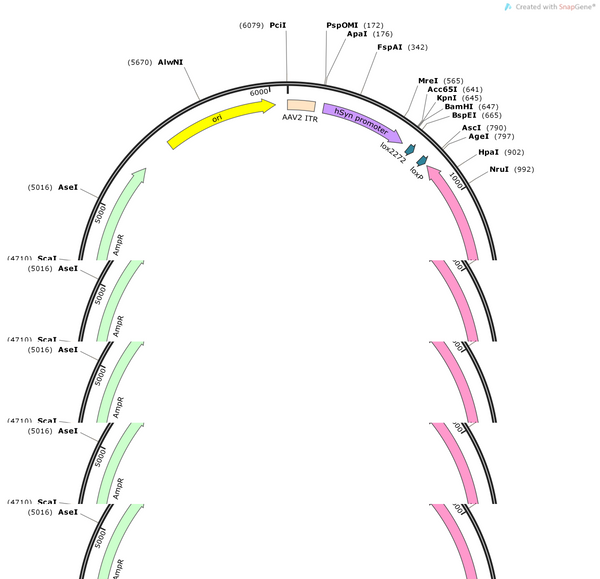 AAV-hsyn-DIO-jRGECO1a-WPRE-hGH polyA