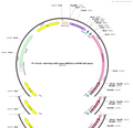 AAV-hsyn-DIO-soma-jRGECO1a-WPRE-hGH polyA