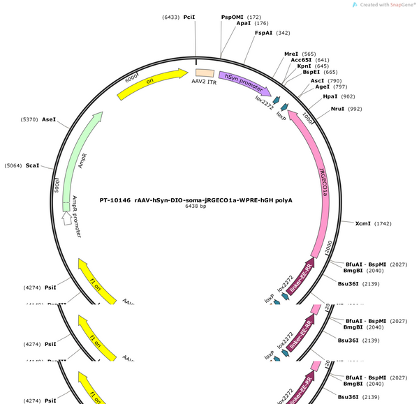 AAV-hsyn-DIO-soma-jRGECO1a-WPRE-hGH polyA