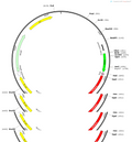 AAV-GfaABC1D-iβARK(D110A)-P2A-mCherry-WPRE-SV40 polyA