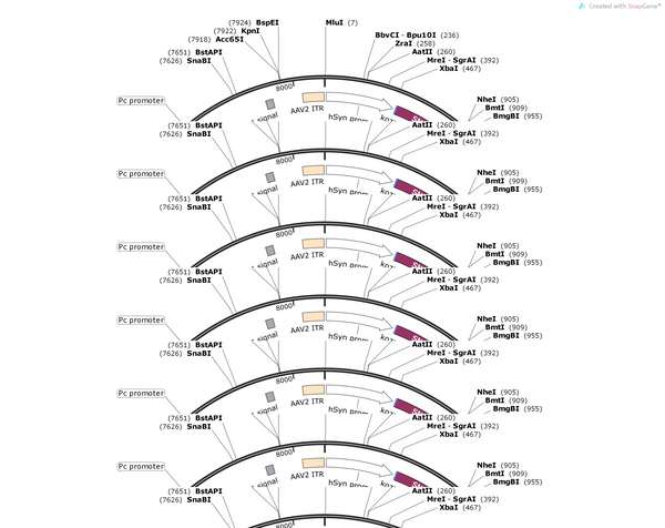 AAV-hSyn-SNCA-P2A-tdTomato-WPREs