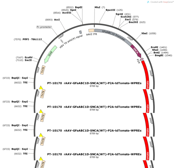 AAV-GfaABC1D-SNCA-P2A-tdTomato-WPREs