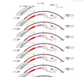 AAV-CMV(660bp)-WGA(591bp)-CRE-P2A-mCherry-WPREs