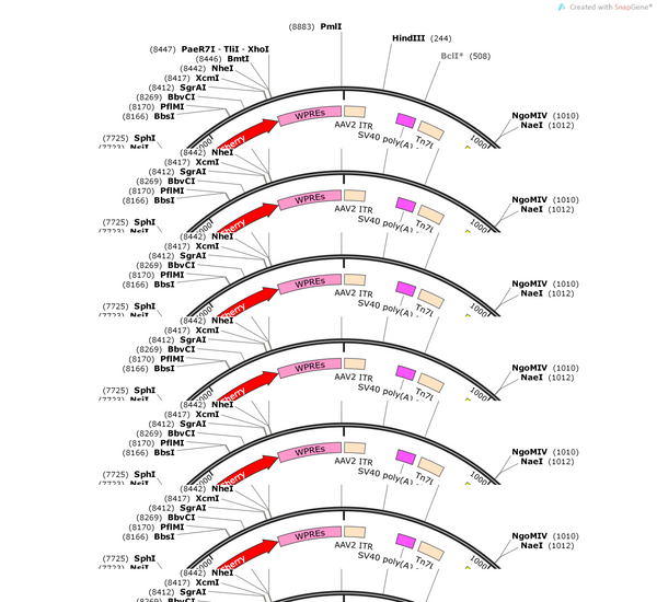 AAV-CMV(660bp)-WGA(591bp)-CRE-P2A-mCherry-WPREs