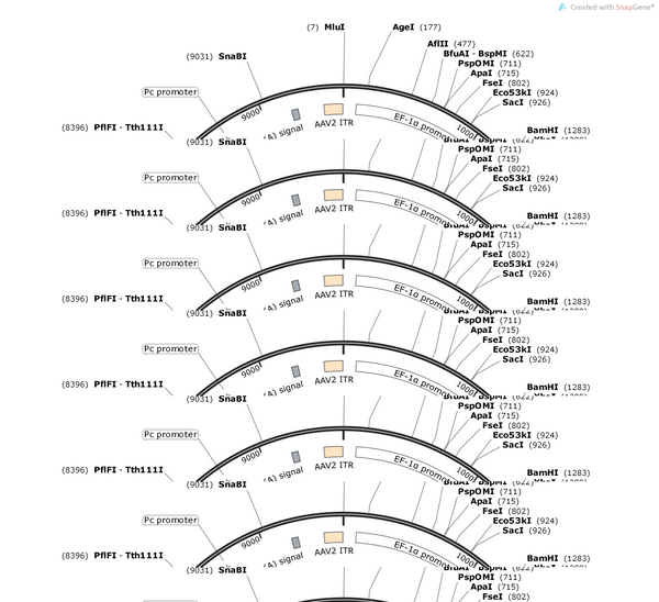 AAV-EF1α-DIO-Jaws-mCherry-ER2-WPRE-hGH polyA