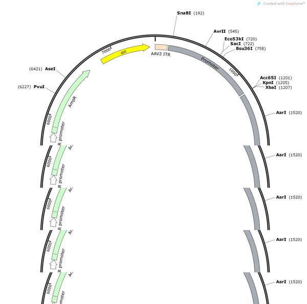AAV-GfaABC1D-Opto-α1AR-2A-mCherry-WPRE-hGH polyA