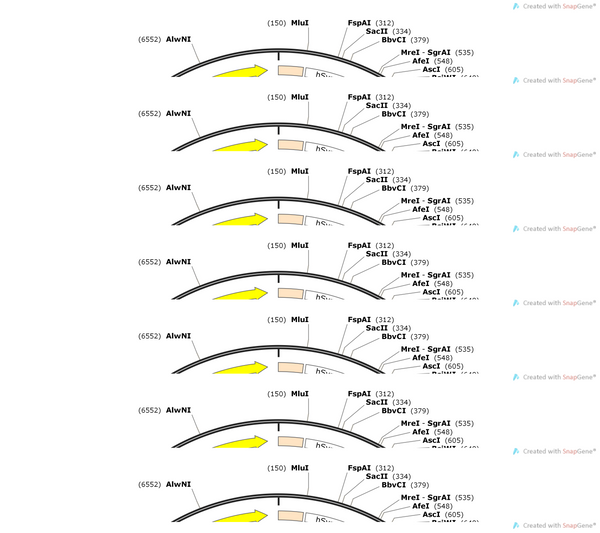 AAV-hSyn-HA-hM3D(Gq)-IRES-EGFP-WPREs