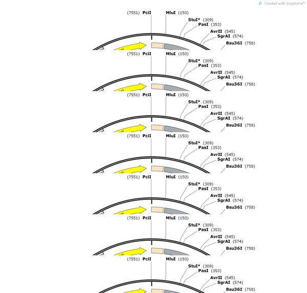 AAV-GfaABC1D-DIO-TeNT(tettoxlc)-P2A-EGFP-WPRE-hGH polyA