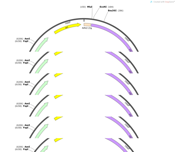 AAV-VGLUT1-CRE-mCherry-WPREs