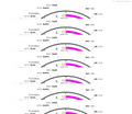 AAV-A2A(mouse)-CRE-WPRE-hGH polyA