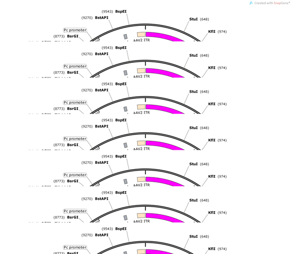 AAV-A2A(mouse)-CRE-WPRE-hGH polyA