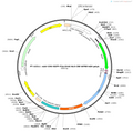 AAV-CMV-EGFP-P2A-SV40 NLS-Cre-WPRE-polyA