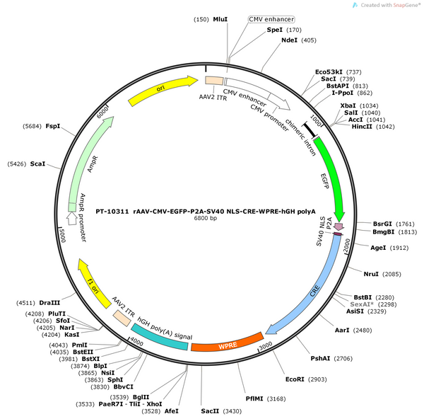AAV-CMV-EGFP-P2A-SV40 NLS-Cre-WPRE-polyA