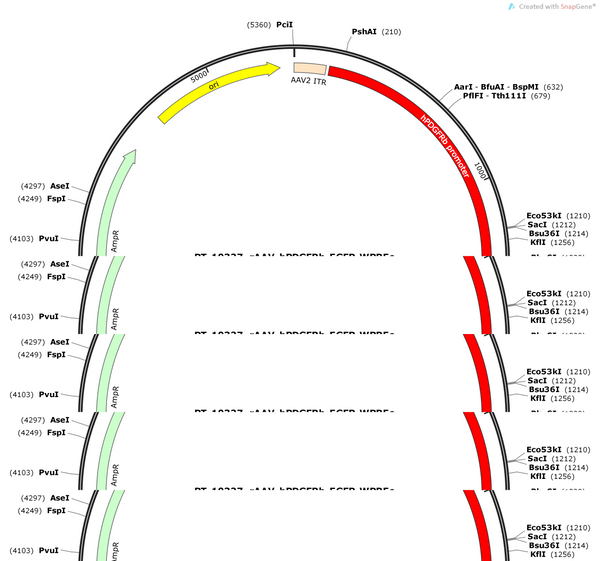 AAV-PDGFR-β-EGFP-WPREs