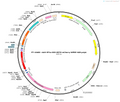 AAV-EF1α-DIO-mito-mCherry-WPRE-hGH pA
