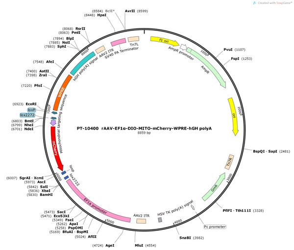 AAV-EF1α-DIO-mito-mCherry-WPRE-hGH pA