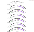 AAV-fsp1-cre-WPRE-PA