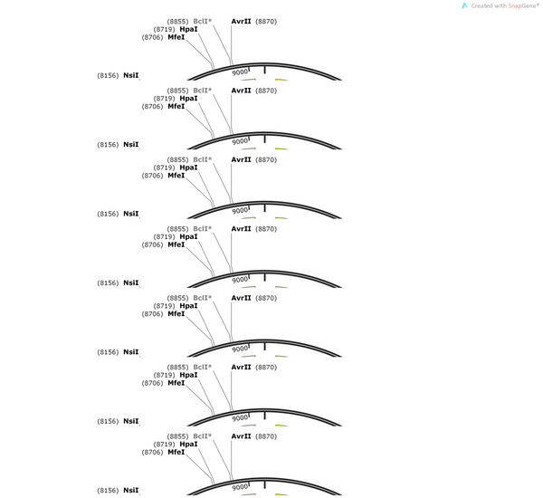 AAV-hSyn-tau-P2A-mCherry-WPRE-hGH polyA