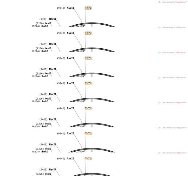 AAV-EF1α-DIO-GCaMp6s-P2A-mCherry-WPRE-hGH polyA