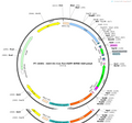 AAV-D1-Con/Fon-EGFP-WPRE-hGH polyA