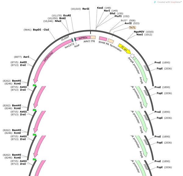 AAV-TPH2-DIO-hM3D(Gq)-EGEP-WPREs