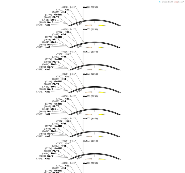 AAV-mDLX-DIO-(EGFP-U6)-shRNA(scramble)-WPRE-hGH Pa
