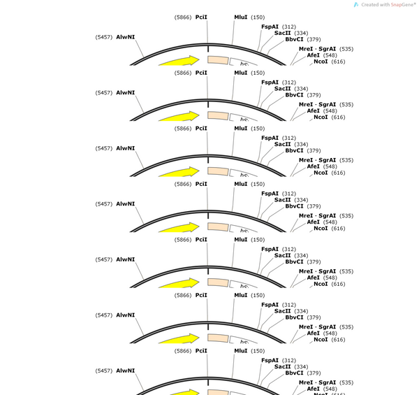 AAV-hsyn-Igk-myc-TM-Kv2.1-iGluSnFR3.v857-WPREs
