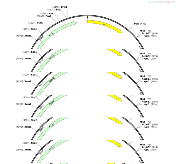 AAV-DLX2.0-minBG-DIO-ChR2-WPRE3-BGHpA