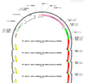 AAV-CaMKIIa-HA-IRES-mChery-wpres