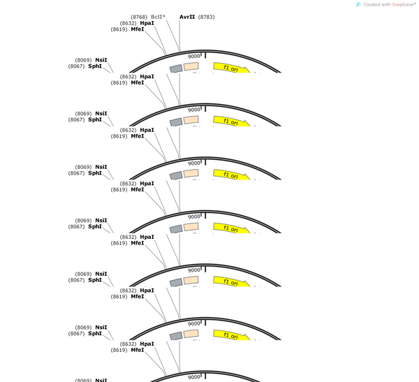 AAV-hSyn-1N4R-G389R-tau-2A-mCherry-WPRE-hGH Pa