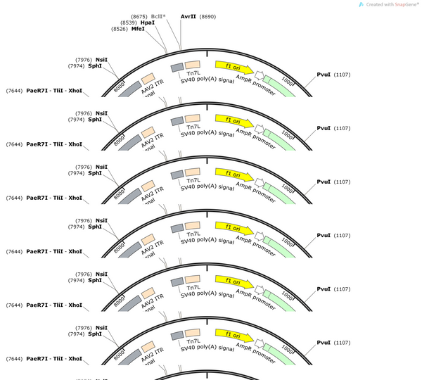 AAV-hSyn-1N3R-WT-tau-2A-mCherry-WPRE-hGH Pa