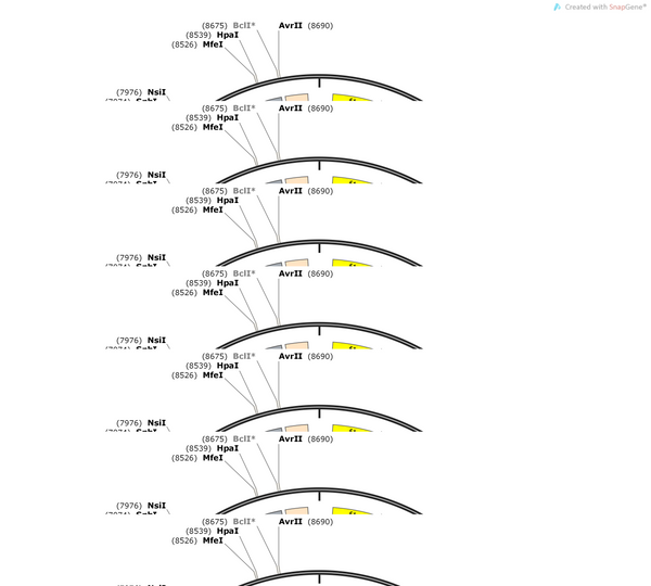 AAV-hSyn-1N3R-G389R-tau-2A-mCherry-WPRE-hGH Pa