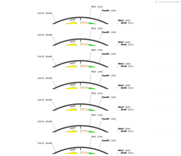 AAV-DCC-EGFP-WPRES