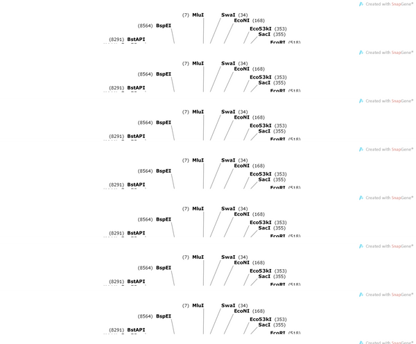 AAV-mIns2-MscL-G22S-2A-mCherry-WPRE-pA