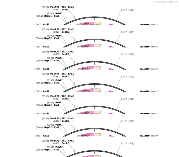 AAV-VIPR2-CRE-WPRES